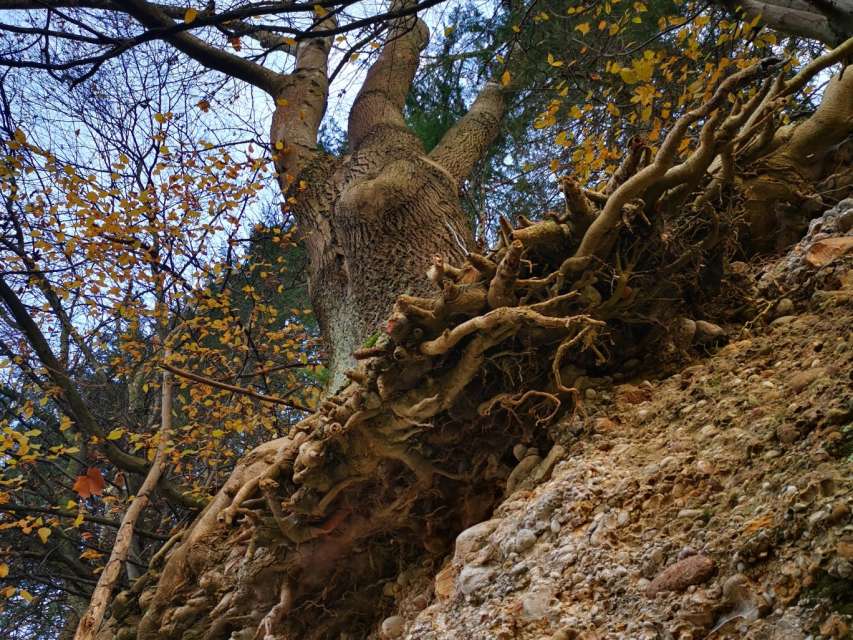 Spektakuläre Fällung von Bäumen