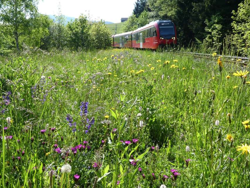Blühende Bahnböschungen bei den AB