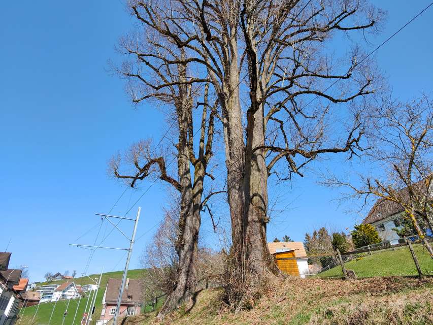 «Prachtslinden» in Niederteufen werden saniert
